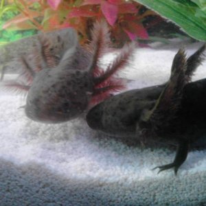 Axolotl kisses