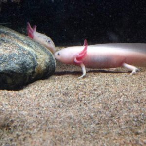 Axolotl kiss