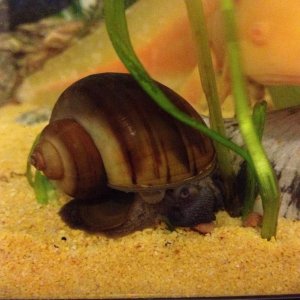 Ax not too happy that the Snail's eating his pellet