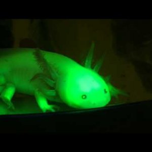 GFP green Axolotl