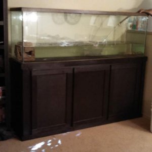 Setting up our 150 gallon Axolotl tank.