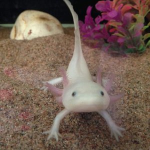 Axolotl Scorpion