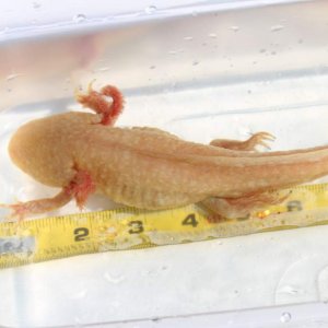 Billyjack.--male GFP Golden Albino