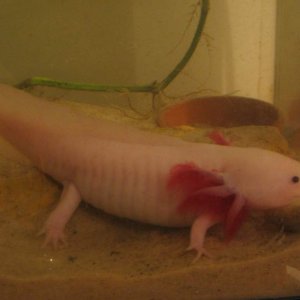 Pinkerton aka "Pinky", my biggest lotl... I got her when she was 2.5", and now she's almost 9", and she's BOSS