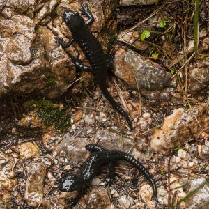 Salamandra atra, Alpine Salamander