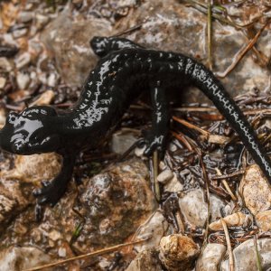 Salamandra atra, Alpine Salamander