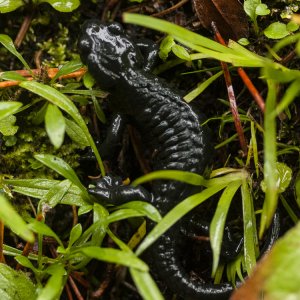 Salamandra atra, Alpine Salamander