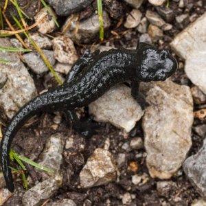 Salamandra atra, Alpine Salamander