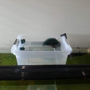 My makeshift hatchery while I setup a real tank, water cycling from my main tank below.