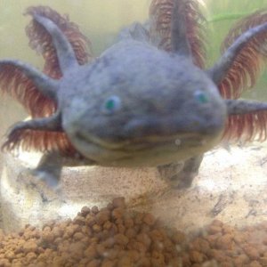 he's so cute! he is very aware of me and likes to swim up to the glass toward me when I visit with him.