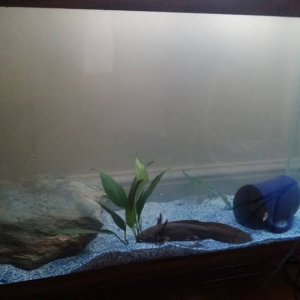 Mulder's (and later also Turanga's) new tank setup