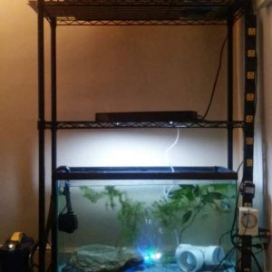 I got rid of Turanga's quarantine 10 gal, added a LED bubble bar, and cleaned up the top shelf...