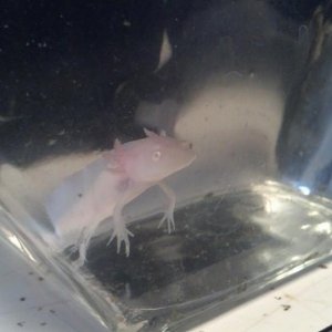 My Axolotl in the fishbowl he was in at the pet shop...