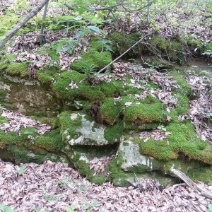 green salamander habitat