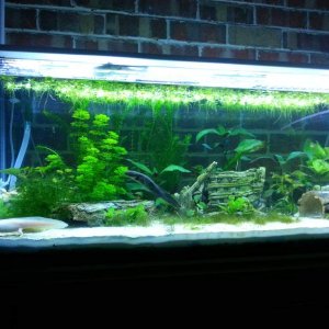 Main tank