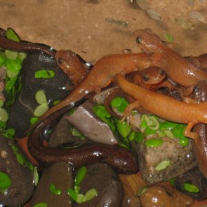 Cynops cyanurus juveniles