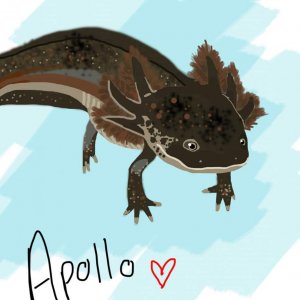 digital drawing of Apollo 
by: Annie Anderson