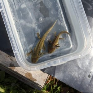 The two Waterdogs are from the same clutch of eggs that the morpheds out sibling Landcats are from. All of them were kept in the same water temp. and 