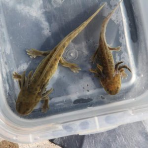 The two Waterdogs are from the same clutch of eggs that the morpheds out sibling Landcats are from. All of them were kept in the same water temp. and 