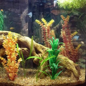 26 gallon bow front before live plants