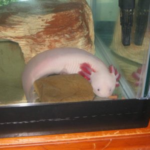 Leucistic female axolotl "Pinkerton", or "Pinky" for short!