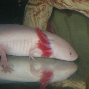 Male leucistic axolotl - "Poe"