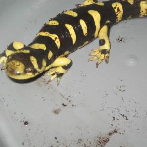 "Klaus", my Ambystoma mavortium "Texas barred tiger".