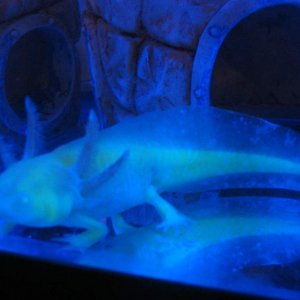 GFP gold albino axolotl "Mad Max"