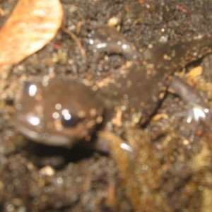 Ambystoma gracile smile!