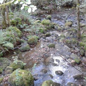 S.s.fastuosa habitat.