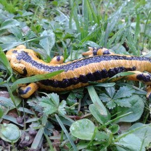 Salamandra salamandra fastuosa.