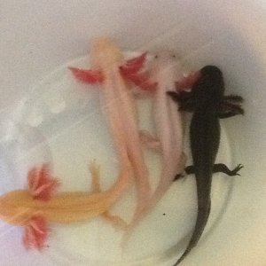 bucket full of axolotls 4 different colour ways awaiting a cleaned out tank.