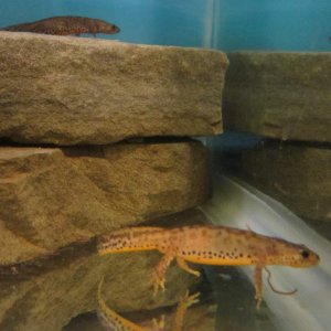 Alpine newts