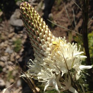 Flower and crab spider at Mt. Rainier, Washington