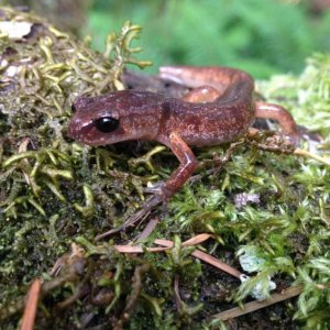 Oregon Ensatina (Ensatina eschscholtzii oregonensis)