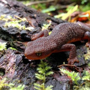 Rough-skinned Newt (Taricha granulosa)