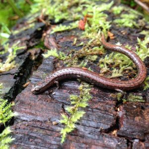 California Slender Salamander (Batrachoseps attenuatus)