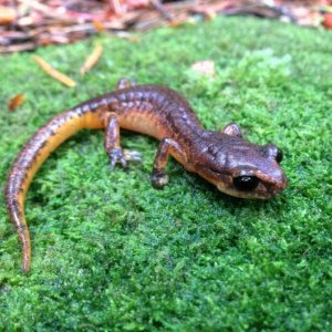 Painted Ensatina (Ensatina eschscholtzii picta)