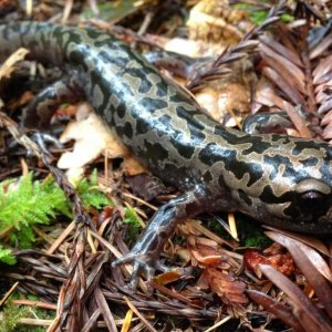 Pacific Giant Salamander (Dicamptodon tenebrosus)