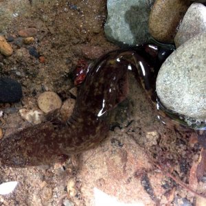 larval Pacific Giant Salamander (Dicamptodon tenebrosus)