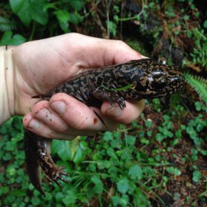 11+" Pacific Giant Salamander (Dicamptodon tenebrosus)