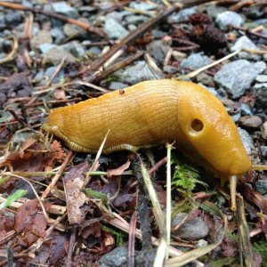 banana slug (Dicamp. food)