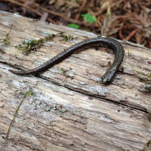 Different color phase of California Slender Salamander (Batrachoseps attenuatus)