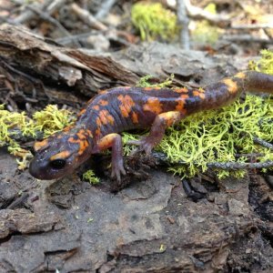 Sierra Nevada Ensatina (Ensatina eschscholtzi platensis)