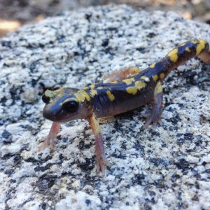 Yellow-blotched Ensatina (Ensatina eschscholtzi crocreater)