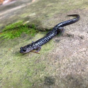 Northern Slimy Salamander (Plethodon glutinosus)