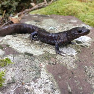 Jefferson Salamander (Ambystoma jeffersonianum)