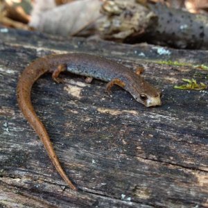 Four-toed Salamander (Hemidactylium scutatum)