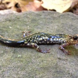 Cow-knob Salamander (Plethodon punctatus)