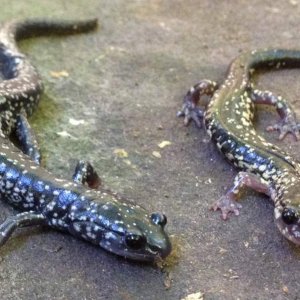 Northern Slimy Salamander (Plethodon glutinosus) and Cow-knob Salamander (Plethodon punctatus)